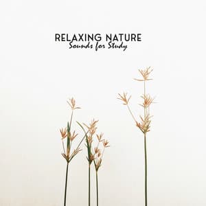 Relaxing Nature Sounds for Study - Calm Sea Ambient