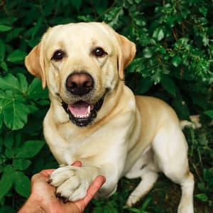 Thunder Paws: Storm-inspired Chill Sound for Dogs - Thunder etc.