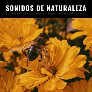 Sonidos De Naturaleza: La Hora Del Estudio Junto A Los Insectos - Sonidos ambientales de la naturaleza