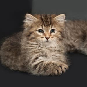 Rainy Relaxation Rhythms for Cats' Serenity - Rain Sounds FX