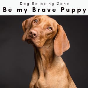 2 0 2 3 Be my Brave Puppy - Dog Relaxing Zone