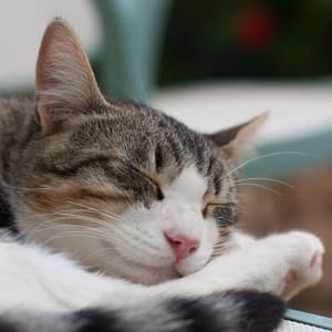 Catnap Dreams: Lofi Tunes Enhancing a Feline's Rest - ChillHop Beats