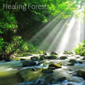 Healing Forest - Healing Piano JAPAN