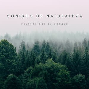 Sonidos De Naturaleza: Pájaros Por El Bosque - Chill Relajente