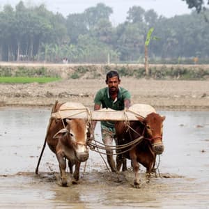 Raindrops of Efficiency: Ambient Work Soundscapes Harmony - Rain Sound Experience