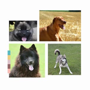Background Music - Cozy Dogs - Music for Dogs Radio