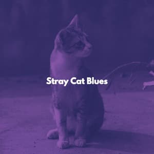 Stray Cat Blues - Cat Music Studio