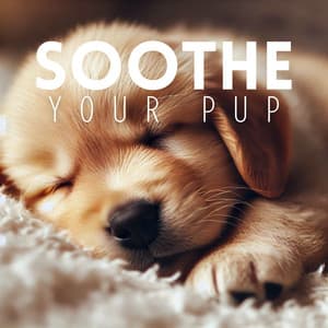 Soothe Your Pup: Tranquil Music for Dogs - Calm Doggy
