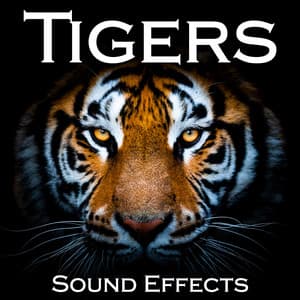 Tigers Sound Effects - Sound Ideas
