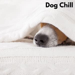Dog Chill - Relajado Musica Relajante para Perros