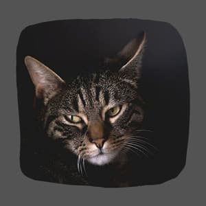 Echoes of Anxious Kitty - Relaxing Music for Cats