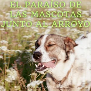 El Paraíso De Las Mascotas Junto Al Arroyo: Paisajes Acuáticos Relajantes - Agua calmante