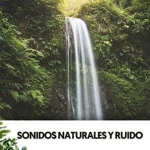 Sonidos Naturales y Ruido: Melodías del aire - Ruido Blanco Hart