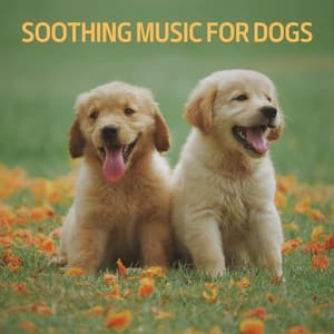Soothing Music for Dogs - Dog Whisperer