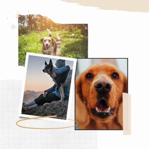 Background Music for Cool Pups - Sleeptime for Dogs