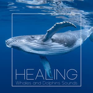 Healing Whales and Dolphins Sounds - Beth Souls