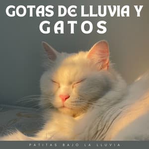 Gotas De Lluvia Y Gatos: Patitas Bajo La Lluvia - Música de día lluvioso