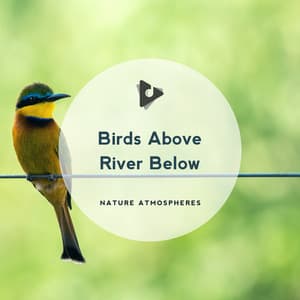 Birds Above River Below - Nature Atmospheres