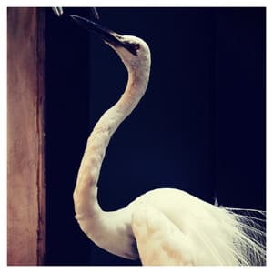 Ambient Nights - Musique pour Dormir