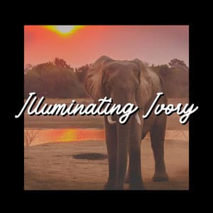 Illuminating Ivory - Nature Sounds Artists