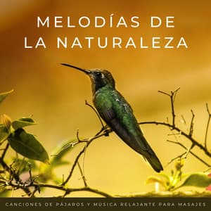 Melodías De La Naturaleza: Canciones De Pájaros Y Música Relajante Para Masajes - Pájaros del Bosque