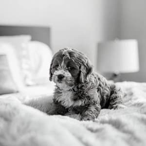 Inspired Ambiance for Relaxed Dogs - Dog Jazz Music