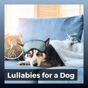 Lullabies for a Dog - Pet Care Music Therapy