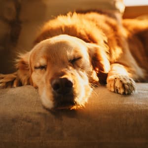 Melodías Lofi Relajantes Para Calmar A Los Perros - Latidos suaves