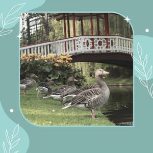 Music - Peak Spa Therapy - Music For Deep Sleep