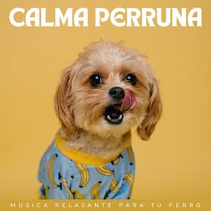 Calma Perruna: Música Relajante Para Tu Perro - Ritmos lofi