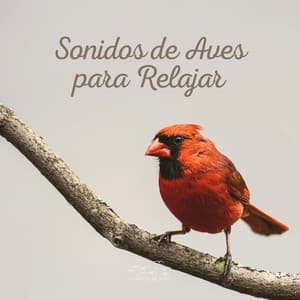 Sonidos de Aves para Relajar - Sonidos De Aves