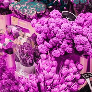 Guitar Trio - Ambiance for Daylight Boosts - Morning Chill Playlist