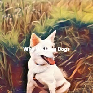 Why We Love Dogs - Musica Relajante Clásico