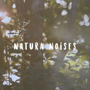 Natura Noises - Meditation Rain Sounds