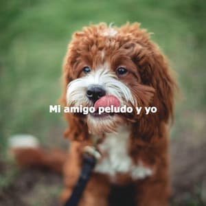 Mi amigo peludo y yo - Musica para Perros