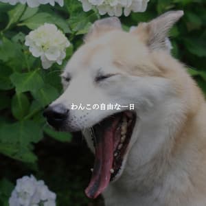 わんこの自由な一日 - Bossa Nova Brazil