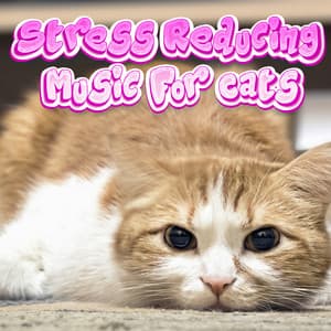 Relaxing Separation Anxiety Relief Music For Cats & Kittens Relaxation - Calming Music For Cats With Anxiety