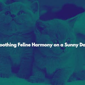 Soothing Feline Harmony on a Sunny Day - Book Shop Music