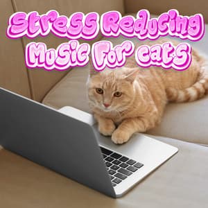 Healing Music To Calm Your Cat Stress Relief - Stress Reducing Music For Cats
