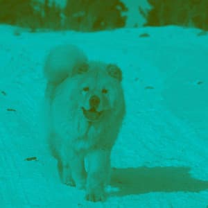 Music for Cozy Doggo - Jazz for Dogs