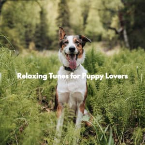 Relaxing Tunes for Puppy Lovers - Suave Música para Dormir