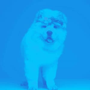 Jazz Piano Duo - Background for Puppy Training Time - Good Dog Music