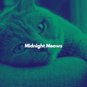 Midnight Meows - Music for Resting Cats