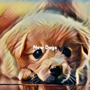 New Dogs - Harlem Jazz Guitar Quartet