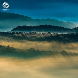 Meditative Forest Journey - Mystic Nature