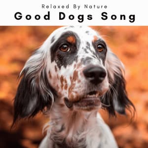 1 0 1 Good Dogs Song - Dogs Music Therapy