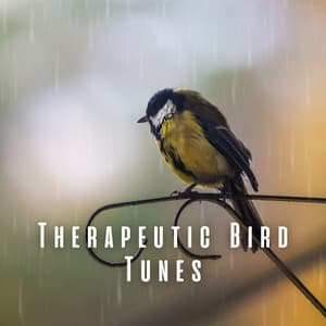 Therapeutic Bird Tunes - Relaxing Sounds ASMR
