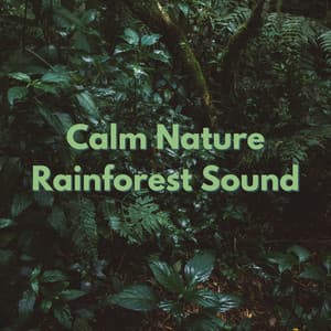 Calm Nature Rainforest Sound - Nature & Rainforest Sounds Collective