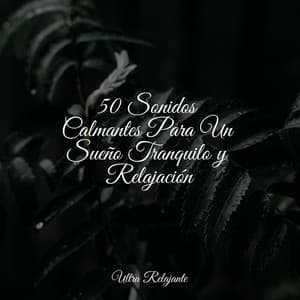 50 Sonidos Calmantes Para Un Sueño Tranquilo y Relajación - Sonidos de lluvia para dormir