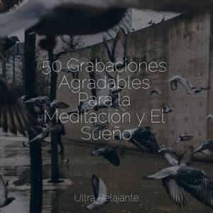 50 Grabaciones Agradables Para la Meditación y El Sueño - Maestros de música de la meditación